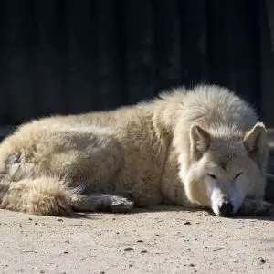 Northwestern Wolf photo