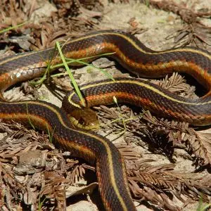 Western Terrestrial Garter Snake - Facts, Diet, Habitat & Pictures on ...