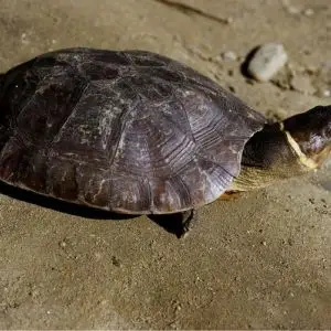 Philippine Forest Turtle photo