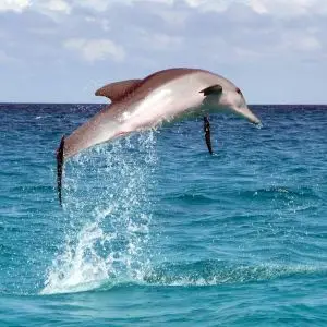 Pantropical Spotted Dolphin photo