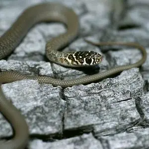 Green Whip Snake - Facts, Diet, Habitat & Pictures on Animalia.bio