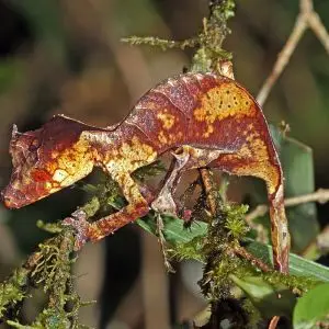 Satanic Leaf-Tailed Gecko photo