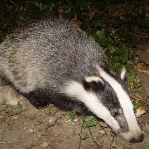 European Badger photo