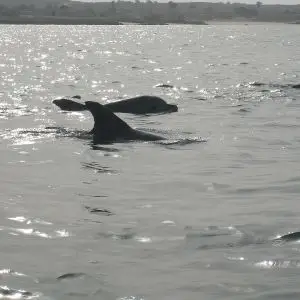 Indian Ocean Bottlenose Dolphin photo