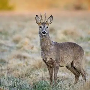 Roe Deer photo
