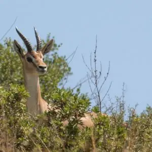 Mountain Gazelle photo