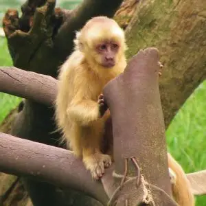 Blond Capuchin photo