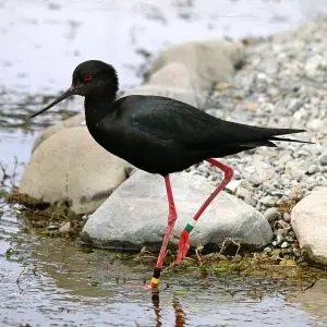 Black Stilt photo