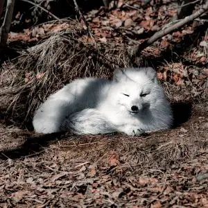 Arctic Fox photo