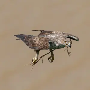 A lucky day for us - we spotted a pair of Bonelli's Eagles in the wild at the edge of a valley / reservoir. The birds were carrying twigs, small and very large to their nest that they are building for a few weeks now.  
I suspect this one was a male (coul