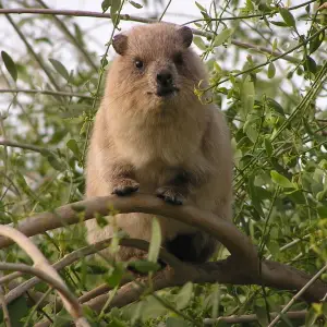 a confused rock hyrax