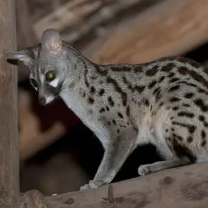 A female common genet in the dining room, Satao Camp, Tsavo East