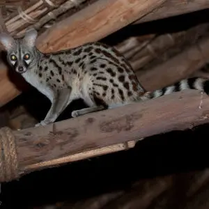 A female common genet in the dining room, Satao Camp