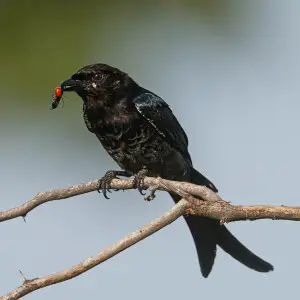 There were quite a large number of blister beetles on the stalks, flowers on the lake bank. And as expected, there were several predators too, the Drongoes and the Bee Eaters. This Drongo had it easy, the Beetle was resting on a stalk right under the bran