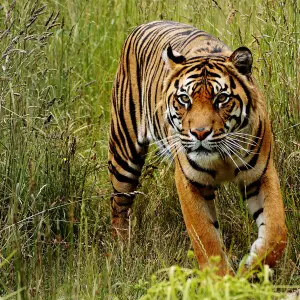 A Sumatran tiger probably seen on the grasslands