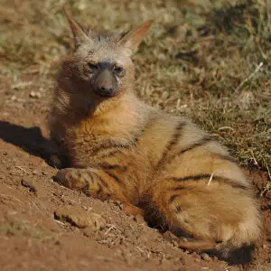 Aardwolf, Proteles cristata, at Lion and Rhino Reserve, Gauteng, South Africa