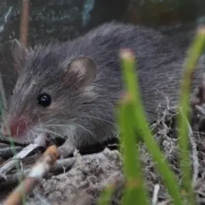 Cape Spiny Mouse (Acomys subspinosus)