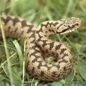 Common European Adder - Facts, Diet, Habitat & Pictures On Animalia.bio