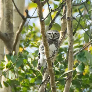 Forest Owlet by Saswat Mishra