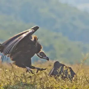 Black vulture on a feeding site in Natura 2000 site Studen kladenets, Eastern Rhodopes, Bulgaria