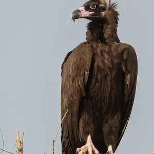 Aegypius monachus, Bikaner, Rajasthan. Also known as the Black Vulture, this raptor in Accipitridae is among the largest birds of prey. It has a very impressive wing span of over 3 metres and attains a height of 1.5 metres and can weigh up to 14 kg. Its d