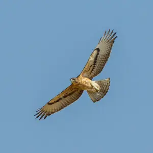 African Hawk-eagle - Samburu - Kenya_S4E4964