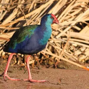 African Swamphen Porphyrio madagascariensis at Marievale Nature Reserve, Gauteng, South Africa.