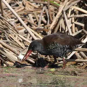 African Rail, Rallus caerulescens at Marievale Nature Reserve, Gauteng, South Africa