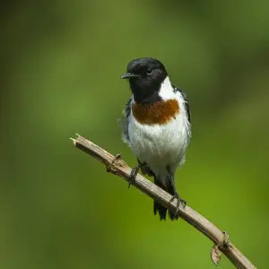 African Stonechat - Kenya_S4E7511