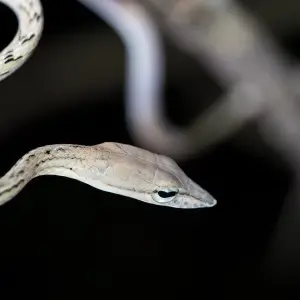 Ahaetulla prasina - Asian vine snake (white morph) - Khao Yai National Park