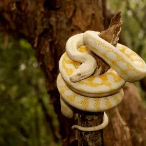 Albino Carpet Python