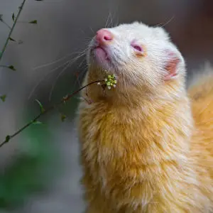 Albino ferret and plants
