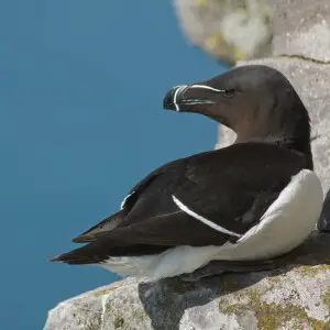 Razorbill (Alca torda) at L?trabjarg, Iceland