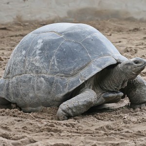 Aldabra Giant Tortoise photo