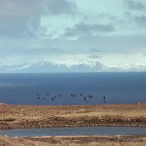 Aleutian Cackling Geese in Flight Over Amchitka Island [1]