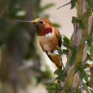 Allen's Hummingbird (Selasphorus sasin), Colorado Desert, California