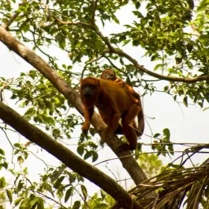 Guyanan red howler monkey (Alouatta macconnelli). Female and juvenile.