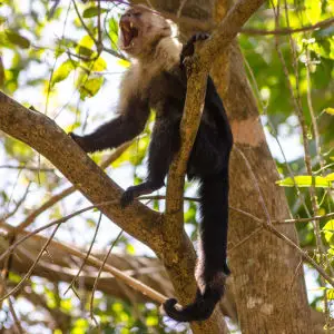 Alpha male Agitated white-faced capuchin, Santa Rosa, Bosque seco (dry forest), Guanacaste, Costa Rica