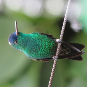 Indigo-capped hummingbird