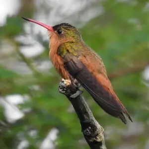 Cinnamon Hummingbird (Amazilia rutila)