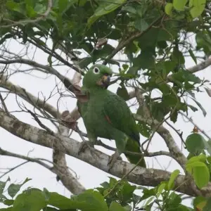 A Mealy Amazon in Panama.