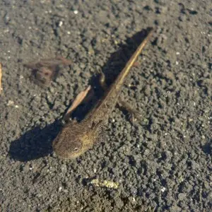 Western Long-toed Salamander larva; this identification was confirmed by en:User:Thompsma