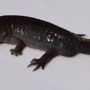 An adult male Ambystoma talpoideum (mole salamander) at the University of Mississippi Field Station.
