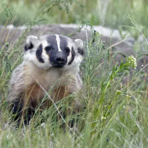 American Badger (Taxidea taxus)