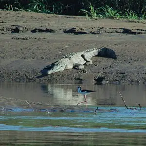 American Crocodile (Crocodylus acutus) 2014-11-22 (6)