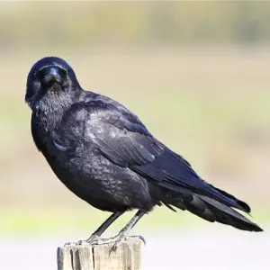 American Crow (Corvus Brachyrhynchos)