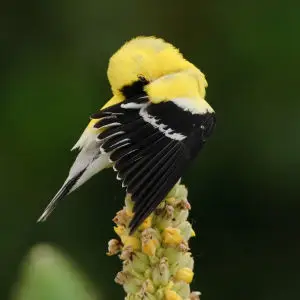 American Goldfinch, m