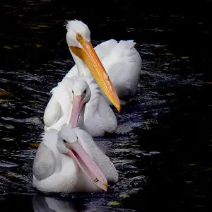 American white pelican. (Pelecanus erythrorhynchos)