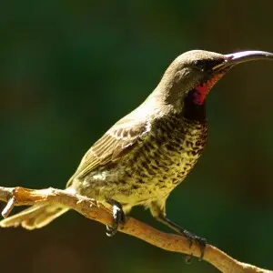 Juvenile male (note pale, fleshy gape and coloured throat) Amethyst sunbird of the nominate race (note heavy bill, etc.) at Greyton, Western Cape