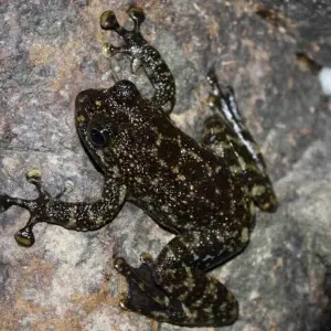 Hong Kong Cascade Frog, (Amolops hongkongensis).

Taken in Ma On Shan Country Park.